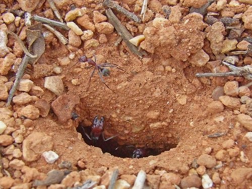 ant habitat