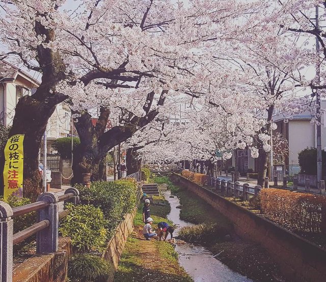 Sakura Cherry Blossom Tokyo