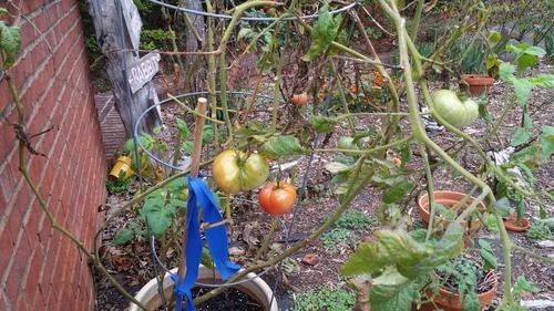 Tomato 2017-wide shot