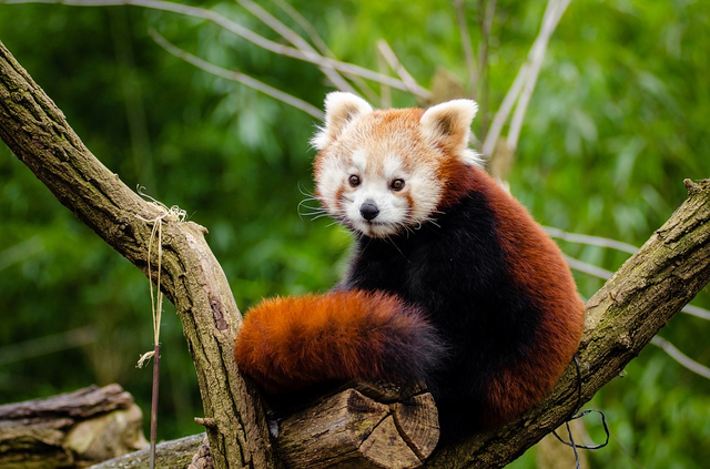 randomred-panda2