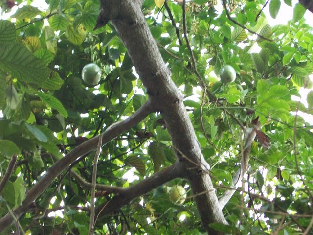 Fruto de Pasiflora Edulis