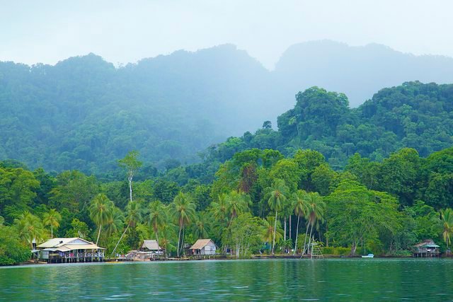 Tropical Rainforest biome