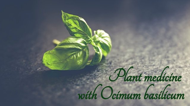 Plant medicine with Ocimum basilicum Steemit