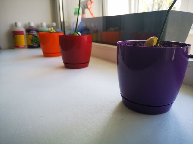 Object of the Week #32 : Flower pot