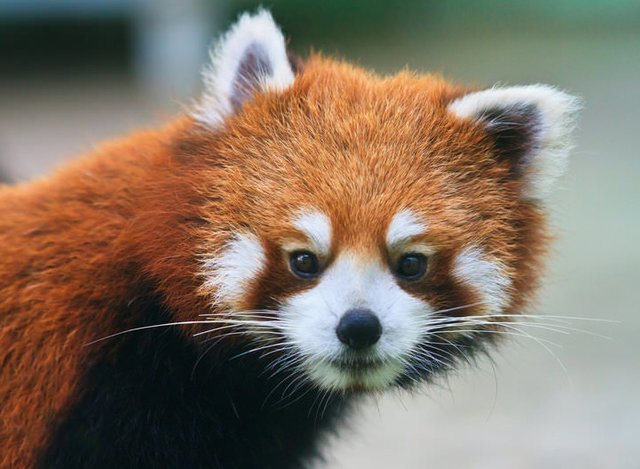 randomred-panda