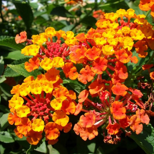 Lantana