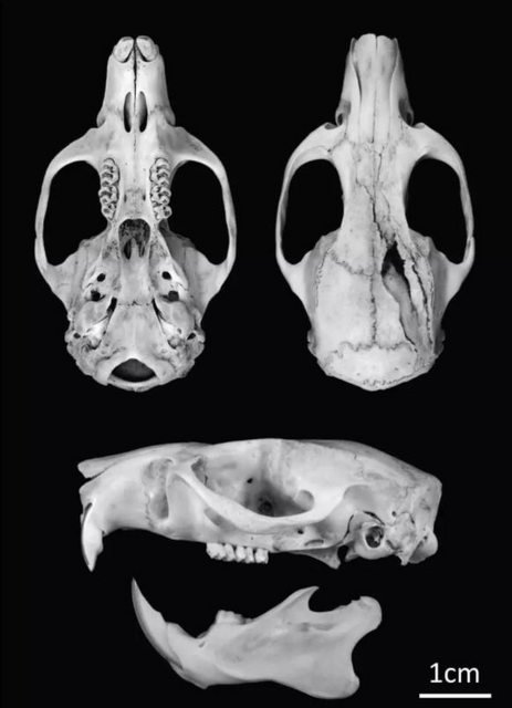 Giant's Rat's skull - don't ask me where they've gotten it