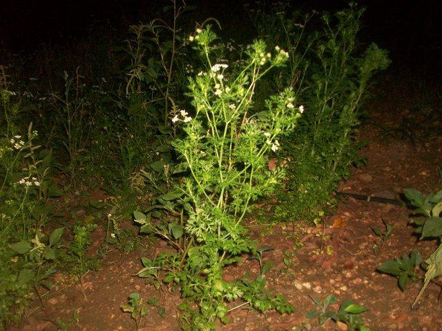 Planta de cilantro