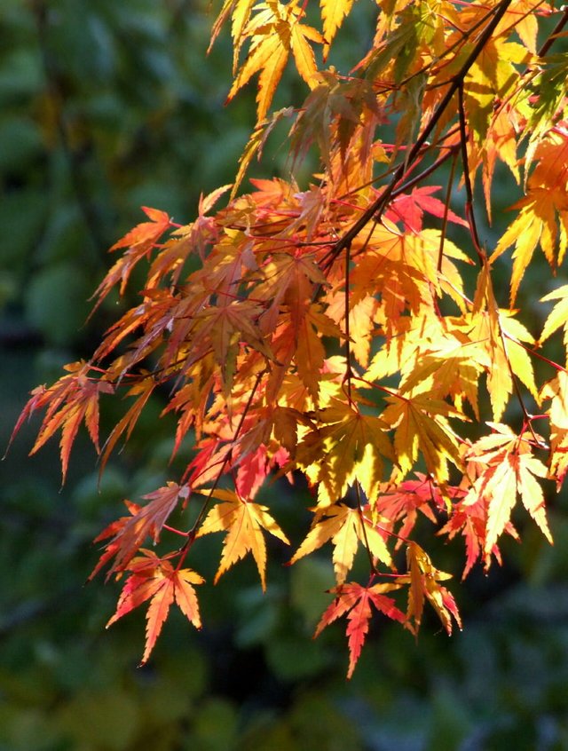 JapaneseMaple