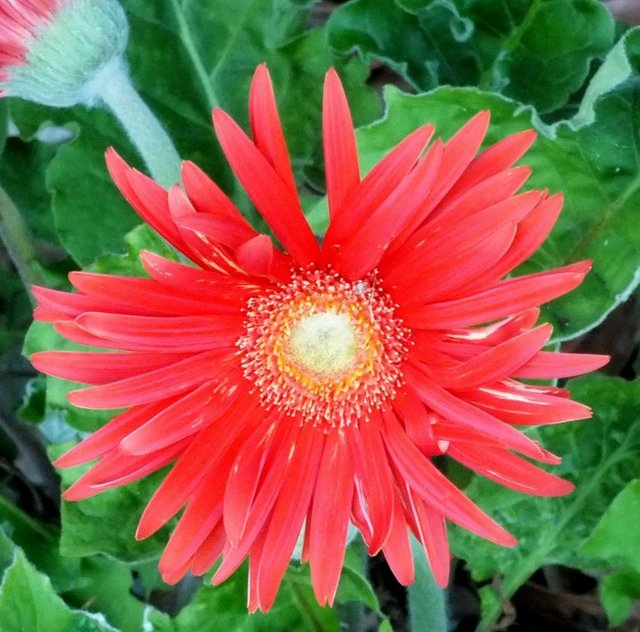 RedDaisy