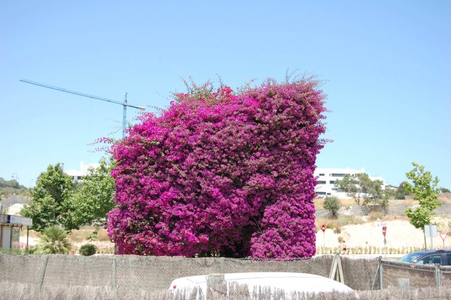 Mijas DSC_0705