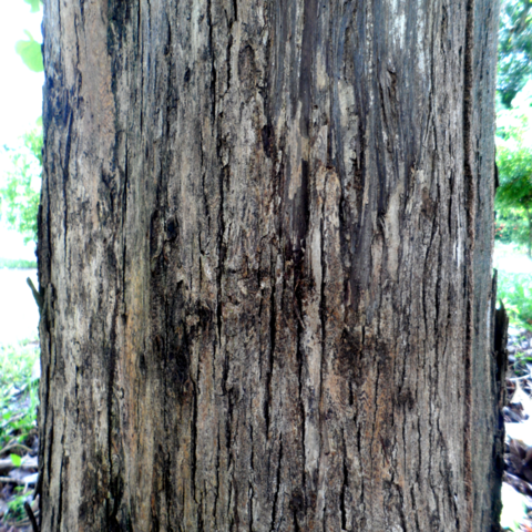 File:A teca (Tectona grandis) também chamada de teak ou djati é