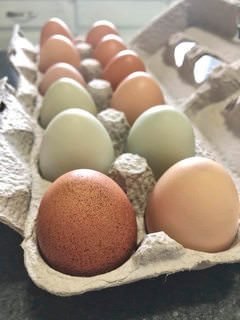 farmstead farmsteadsmith chicken eggs