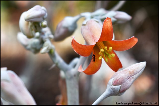 Cotyledon orbiculata (flower)