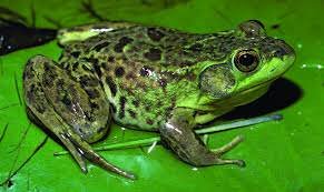 Frog