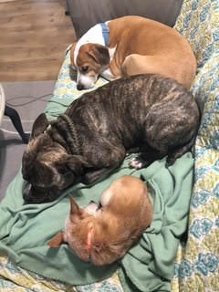 farmstead farmsteadsmith dogs chihuahua pitbull beaglepitmix