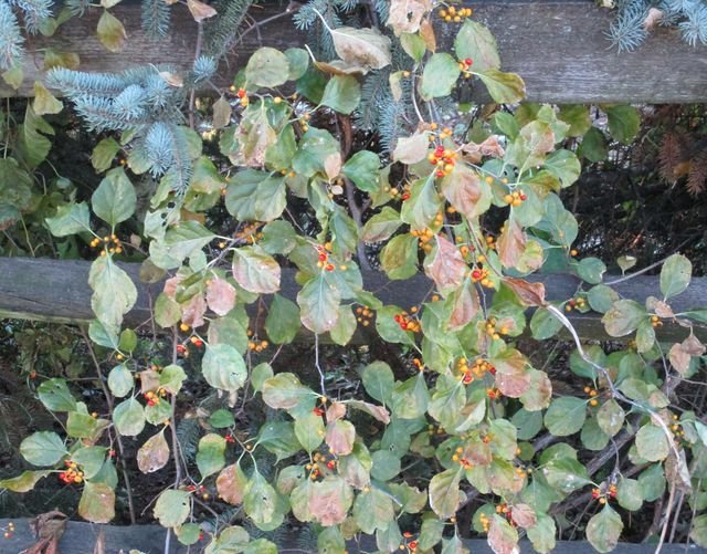 Three Different Bittersweet Plants — Steemit