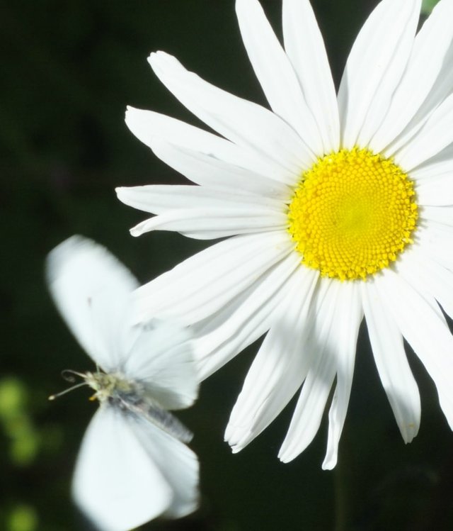 ButterflyDaisy