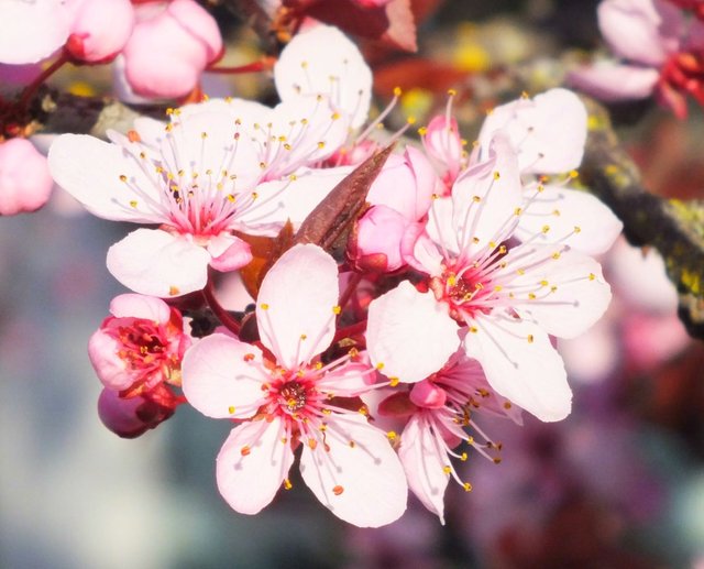 Blossoms