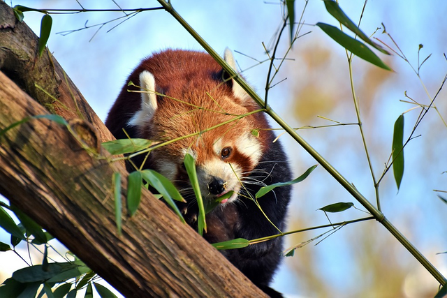 randomred-panda