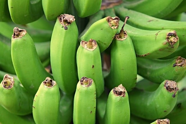 Unripe bananas