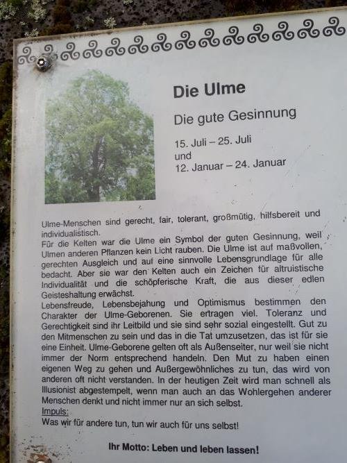 Die Ulme