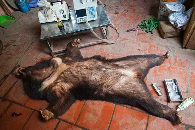 Image Source: https://www.nationalgeographic.com/animals/article/chinese-government-promotes-bear-bile-as-coronavirus-covid19-treatment