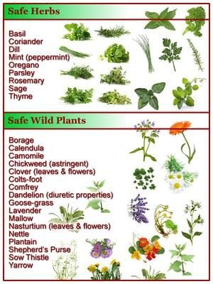 The food list of rabbits Steemit