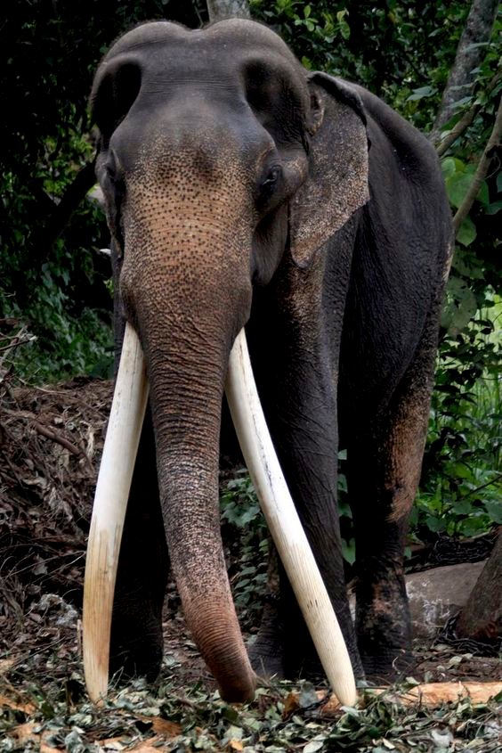 Late Millangoda Raja | Longest Tusked Elephant in Asia... — Steemit