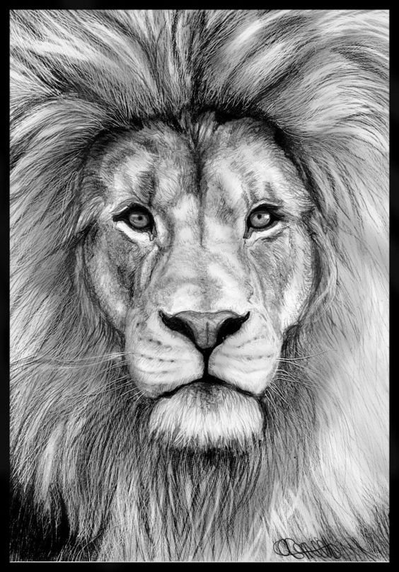 Free Lion Head Drawing, Download Free Lion Head Drawing png images, Free  ClipArts on Clipart Library