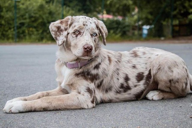 40 Australian Shepherd mixes you should get to know - K9 Web