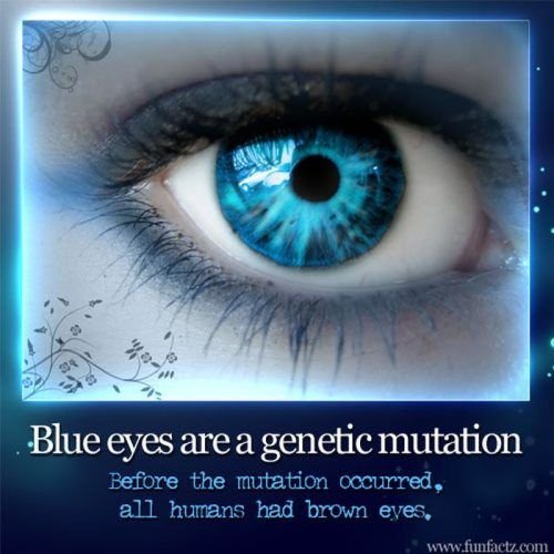 💙👀 10 Scientific Curious Facts  About Blue Eyed People ! 👀💙 — Steemit