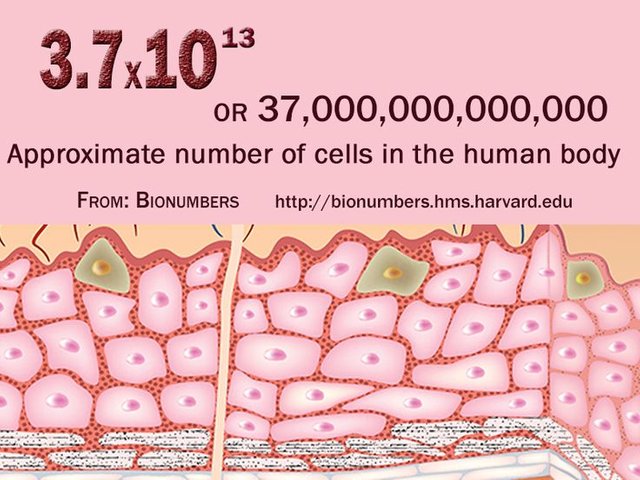 Number Of Cells In Human Body Human Anatomy