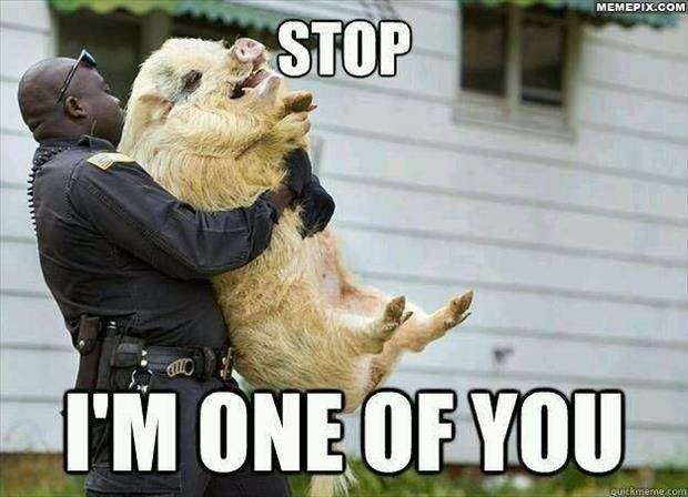 Image result for calling police pigs funny