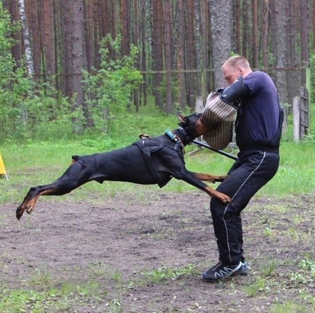 los doberman atacan a otros perros