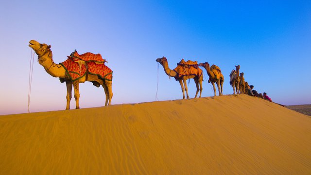 Camel a very innocent is called the 'Ship of the desert' — Steemit