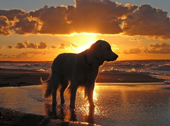 Pin by Chickie Amerman on the pups | Golden retriever, Dogs, Retriever