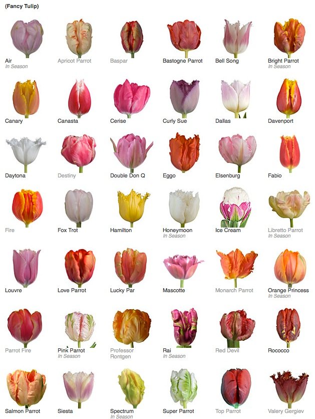 Tulip Variety Diagram
