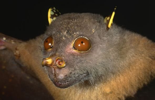 Amazing Animals #22 The Fruit Bats — Steemit