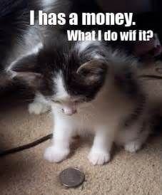 Image result for rich cat funny