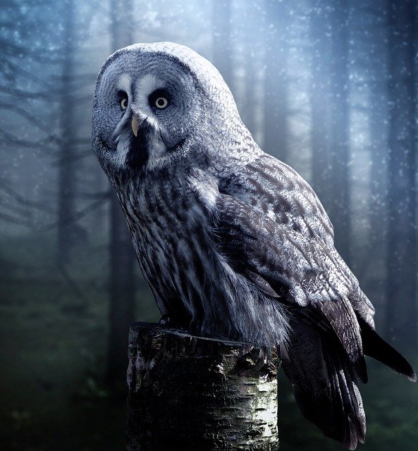 owl-1727370-640.jpg