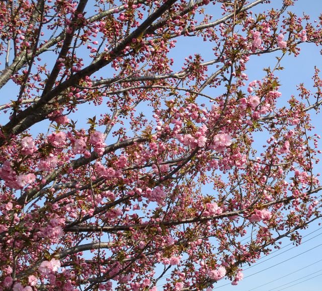 Kwanzan Cherry Blossom Tree In Bloom Steemit