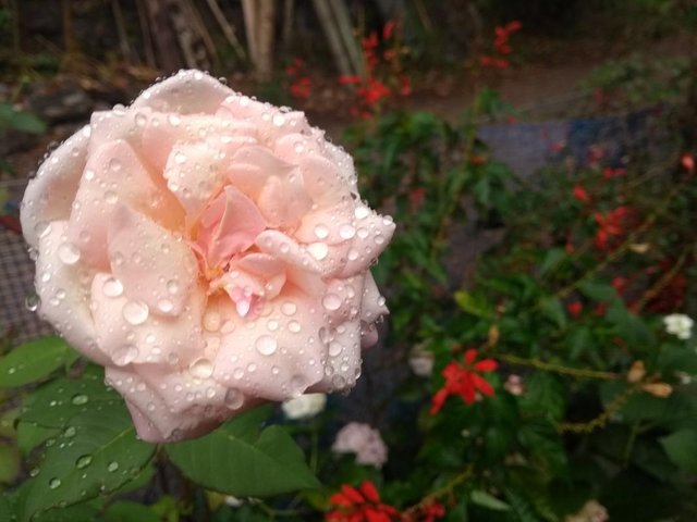Rosa-lluvia