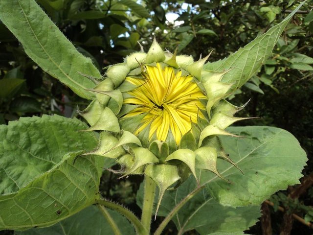 Henry-Ortiz-Utima-girasoles-11