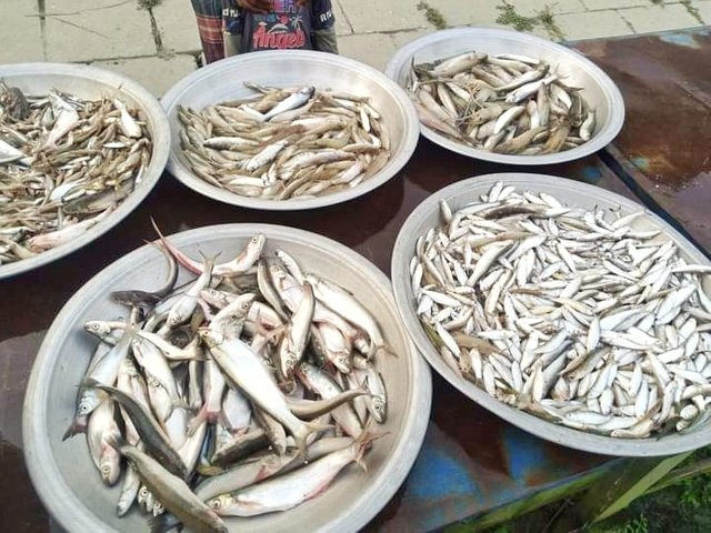 Jamuna-river-fish.jpg