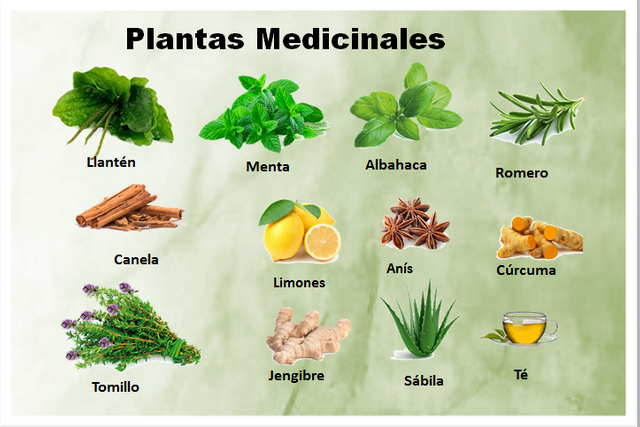 Plantas Medicinales Con Su Nombre Cientifico Y Para Que Sirven | Sexiz Pix