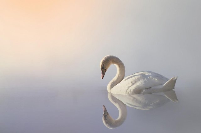 swan-3161142-1280