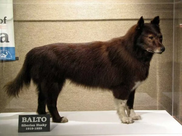 what happened to balto the sled dog