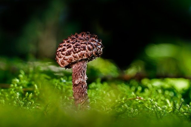 mushroom-3722395-640.jpg