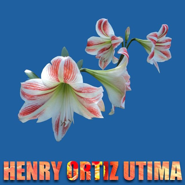 LIRIO-HENRY-ORTIZ-UTIMA